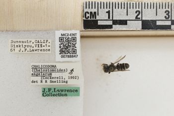 Media type: image;   Entomology 788847 Aspect: Labels